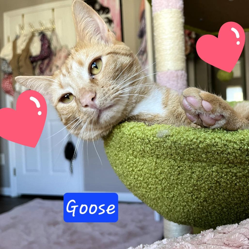 Enlarge Goose, a Adoptable Domestic Short Hair in Jessup, MD image 3/3
