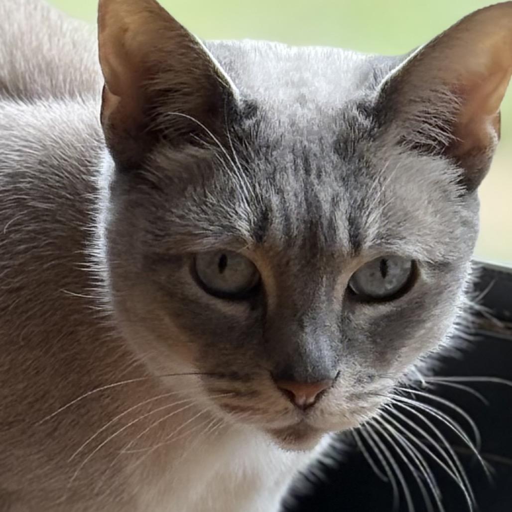 Rosie, Adoptable, Senior Female Burmese.