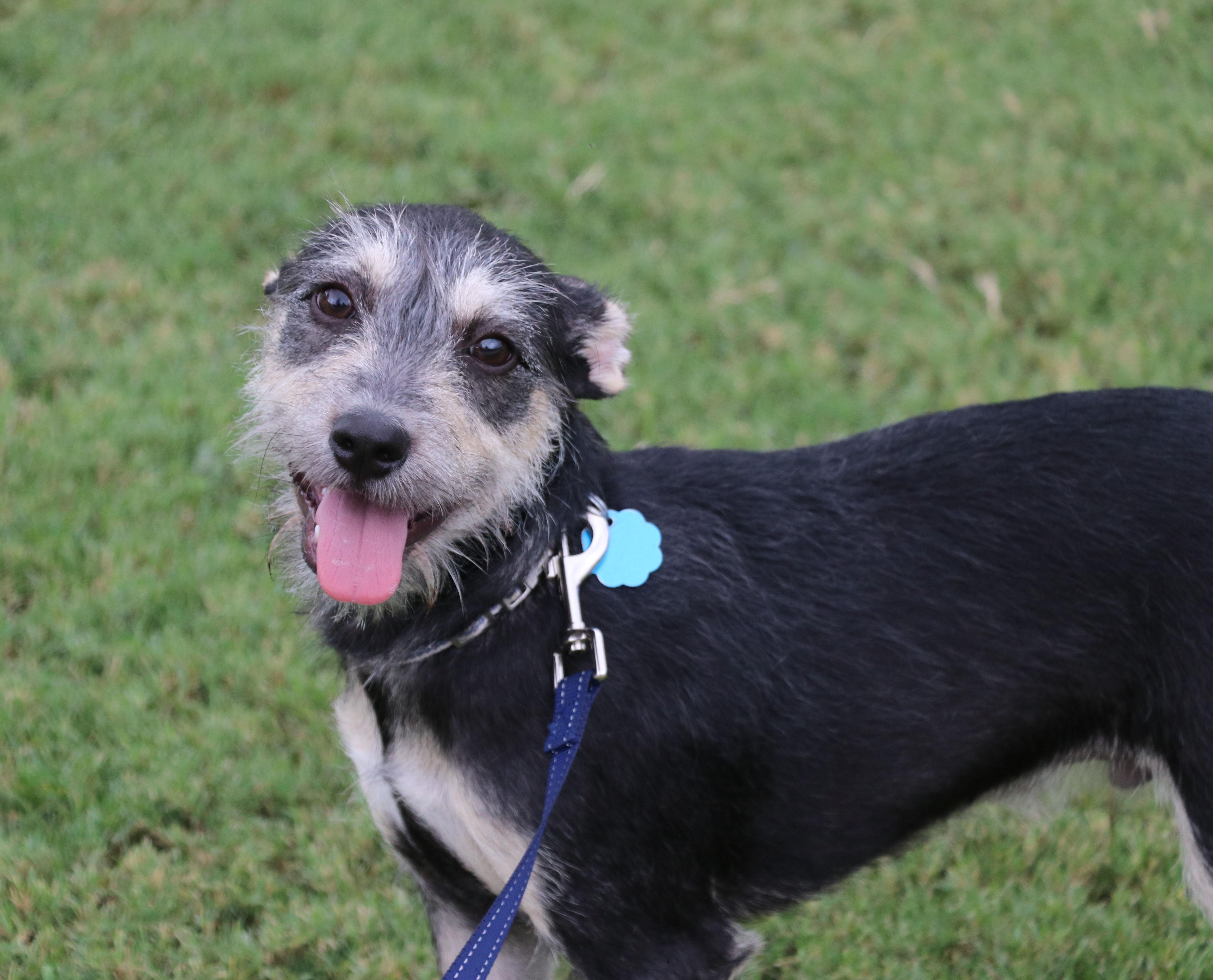 Rocky (aka Tink Tink), an adoptable Schnauzer, Jack Russell Terrier in Pflugerville, TX, 78691 | Photo Image 1