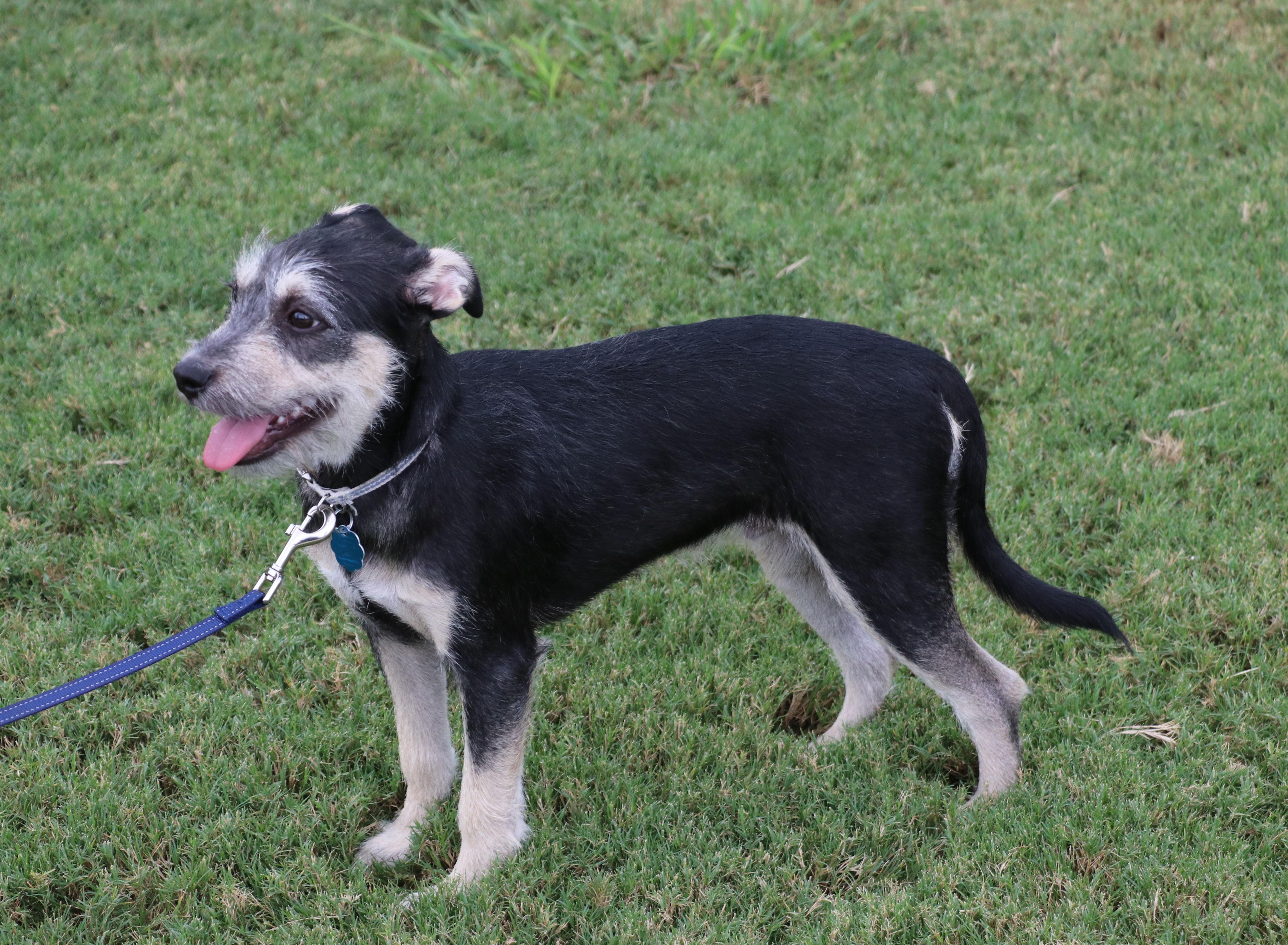 Rocky (aka Tink Tink), an adoptable Schnauzer, Jack Russell Terrier in Pflugerville, TX, 78691 | Photo Image 3