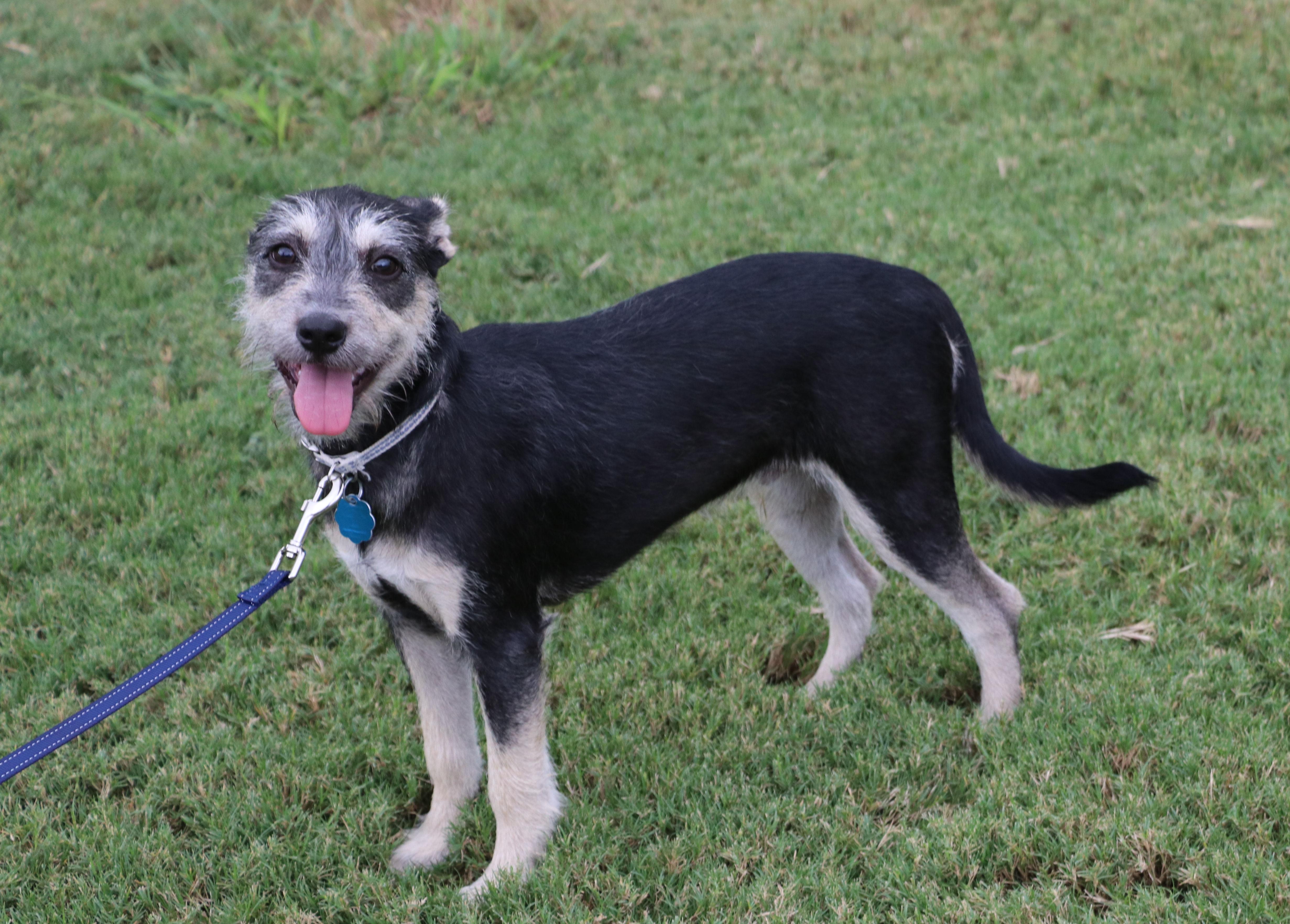 Rocky (aka Tink Tink), an adoptable Schnauzer, Jack Russell Terrier in Pflugerville, TX, 78691 | Photo Image 4