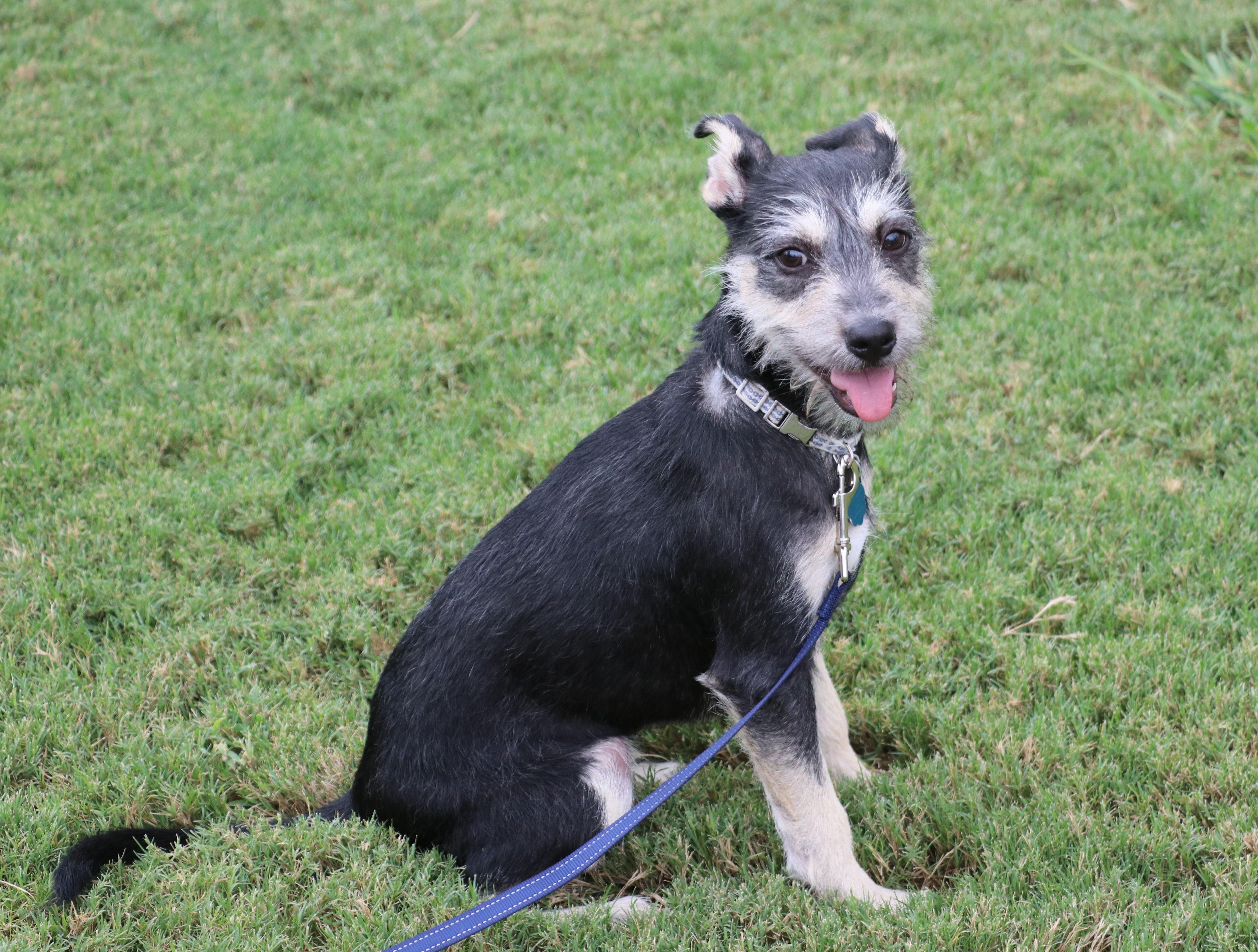 Rocky (aka Tink Tink), an adoptable Schnauzer, Jack Russell Terrier in Pflugerville, TX, 78691 | Photo Image 2