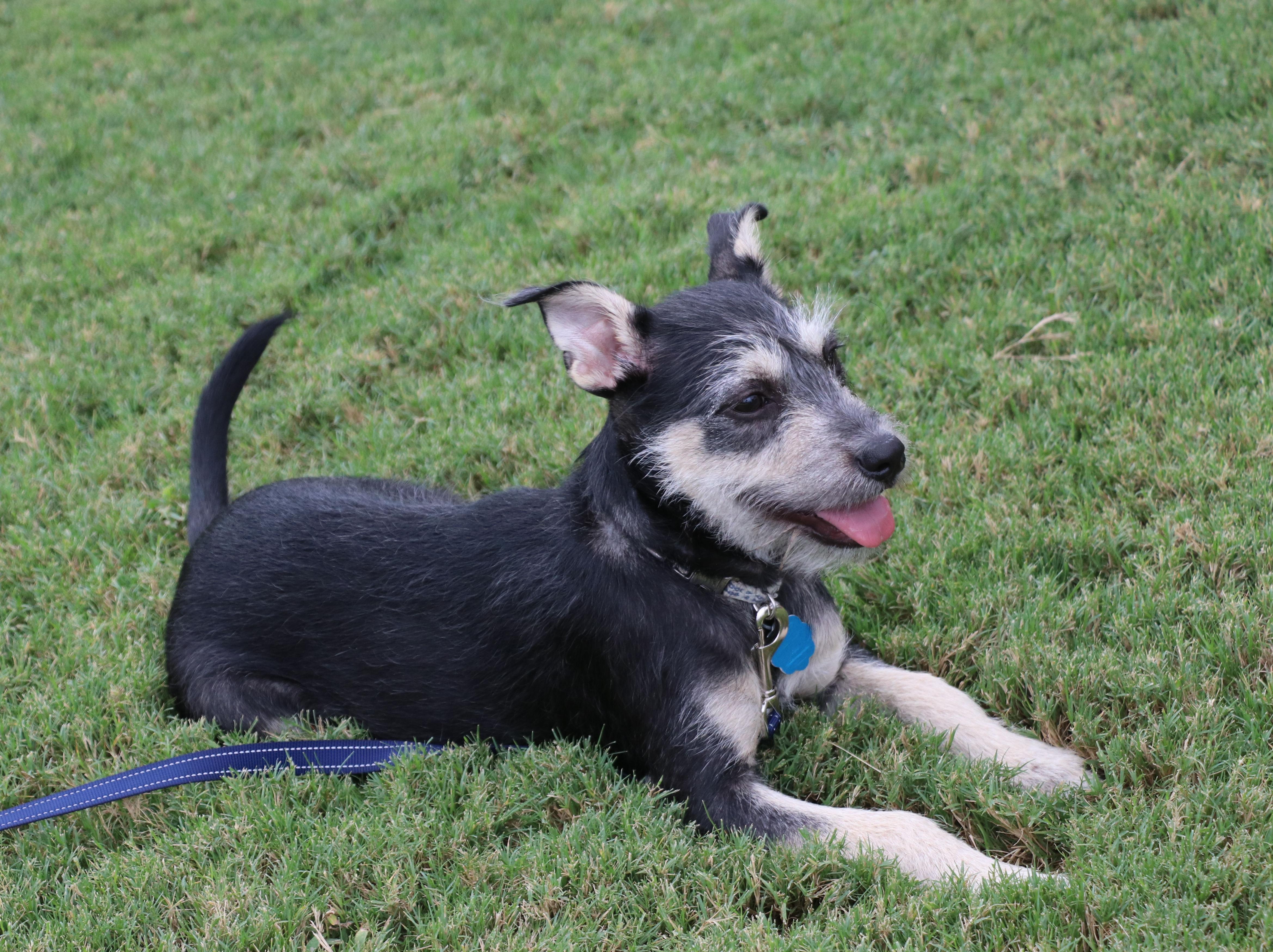 Rocky (aka Tink Tink), an adoptable Schnauzer, Jack Russell Terrier in Pflugerville, TX, 78691 | Photo Image 5