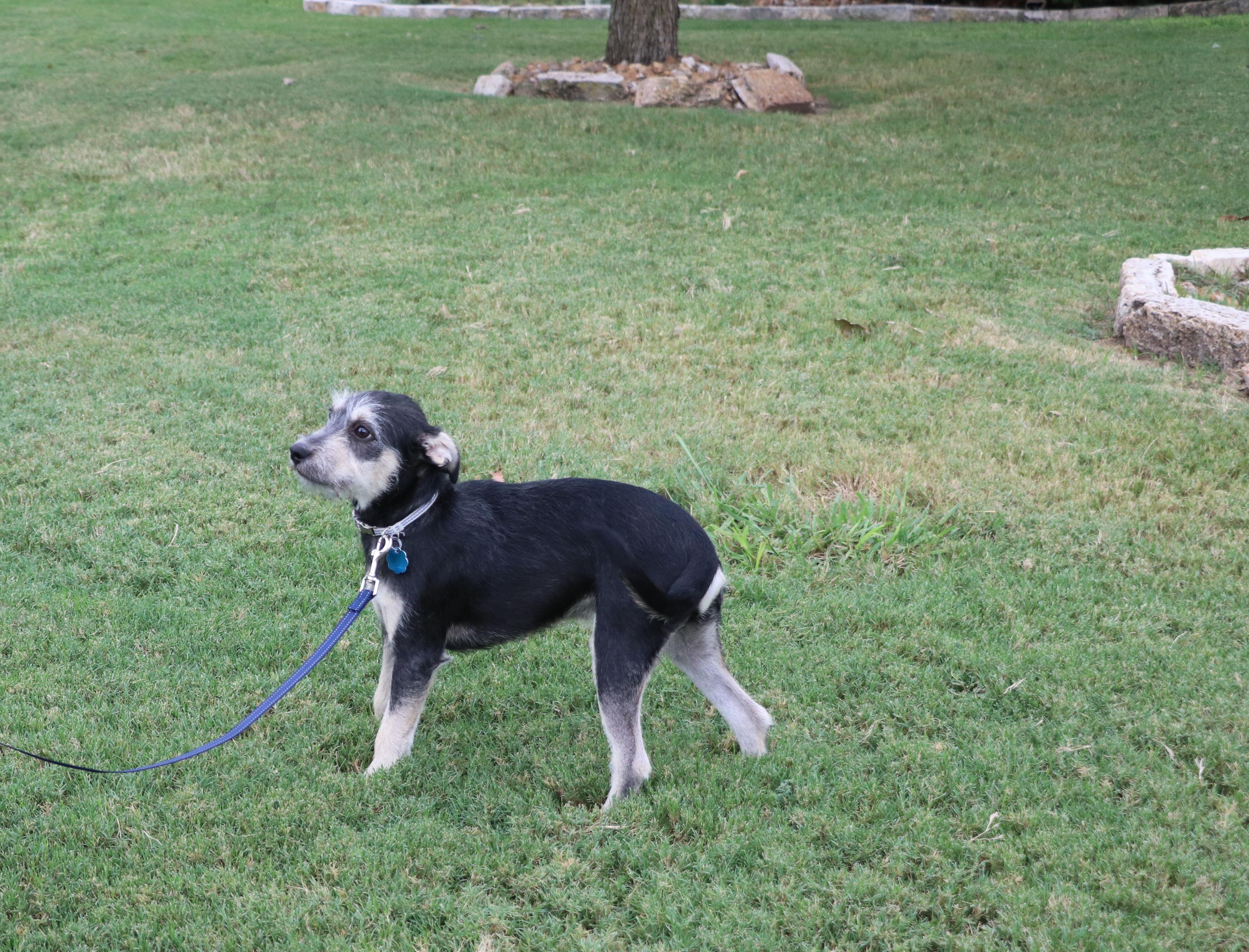 Rocky (aka Tink Tink), an adoptable Schnauzer, Jack Russell Terrier in Pflugerville, TX, 78691 | Photo Image 6