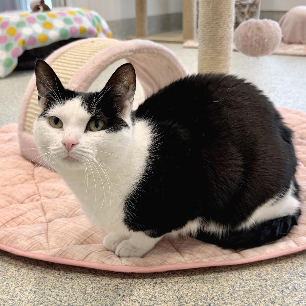 Enlarge Scooter, a Adoptable Domestic Short Hair in East Hampton, NY image 1/6