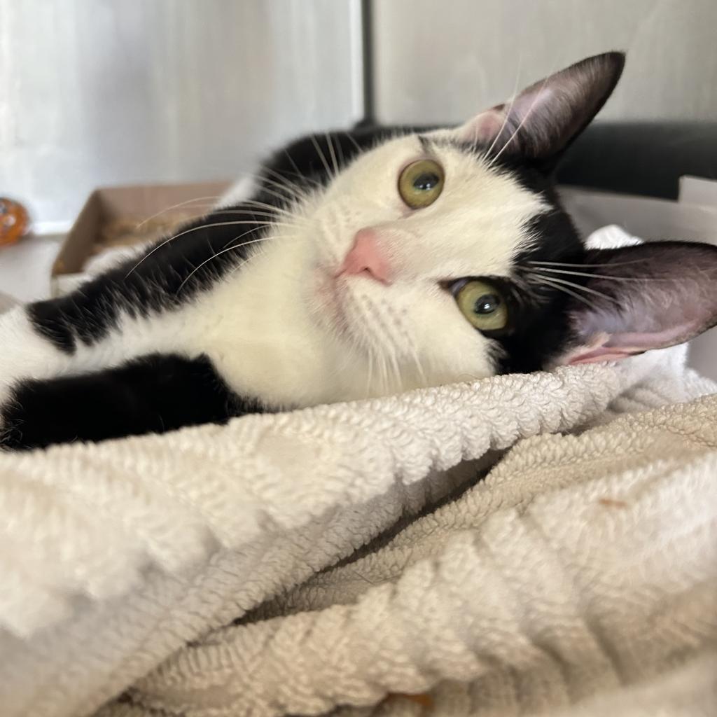 Scooter, a Adoptable Domestic Short Hair in East Hampton, NY image 1/5