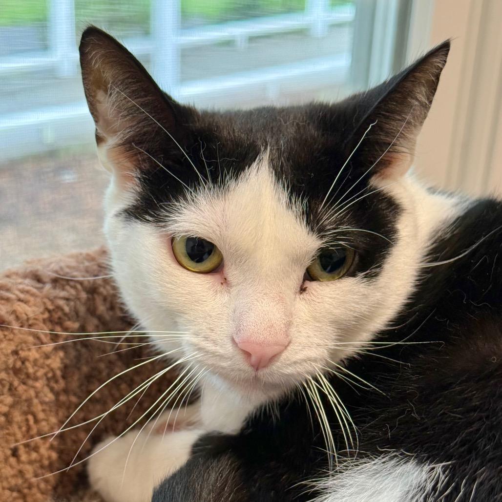 Scooter, a Adoptable Domestic Short Hair in East Hampton, NY image 2/5