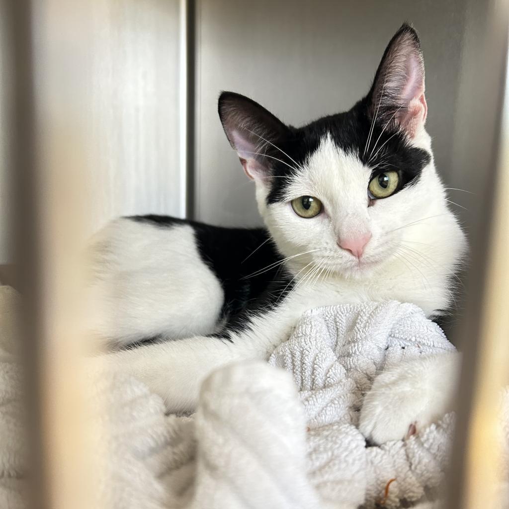 Scooter, a Adoptable Domestic Short Hair in East Hampton, NY image 3/5