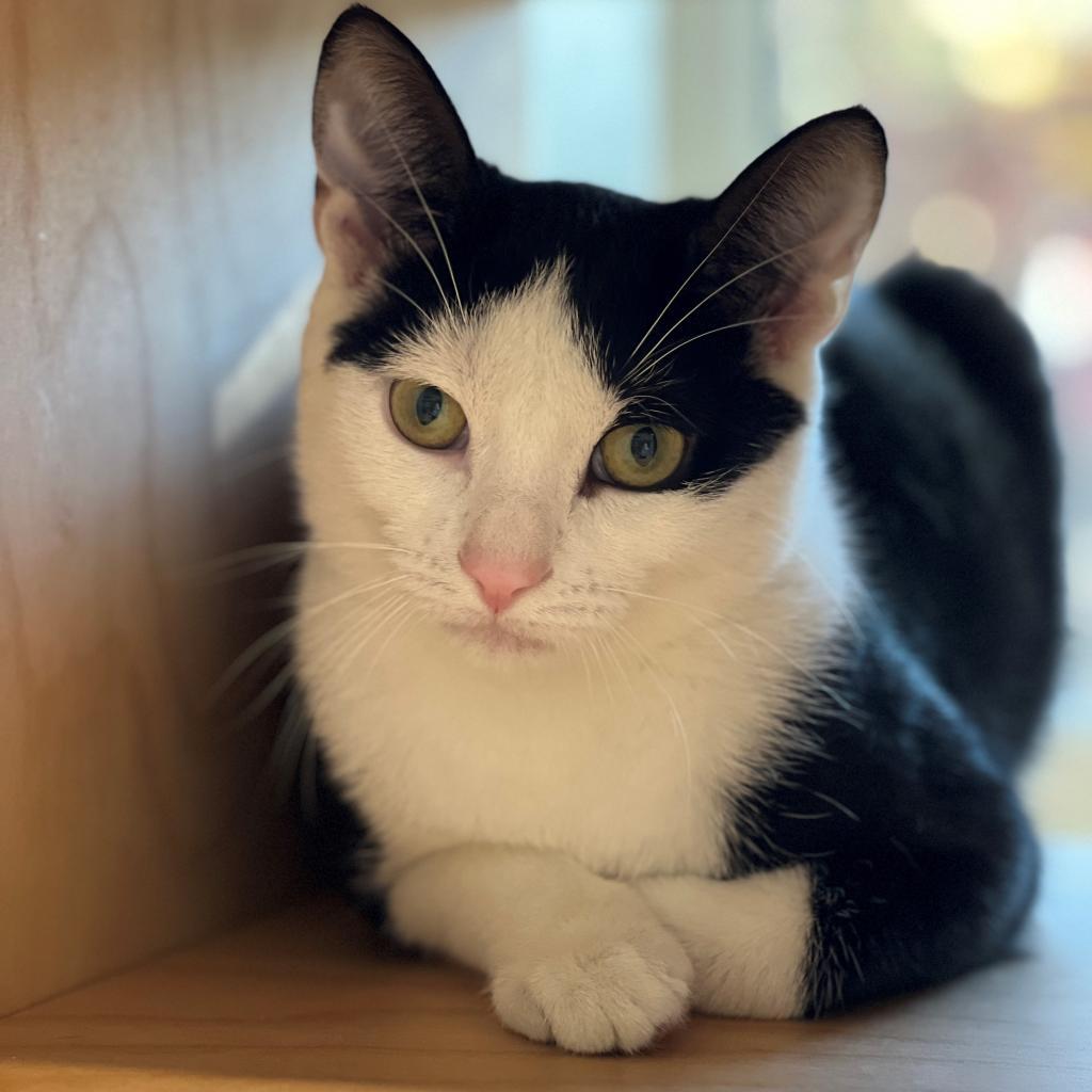 Scooter, a Adoptable Domestic Short Hair in East Hampton, NY image 4/5