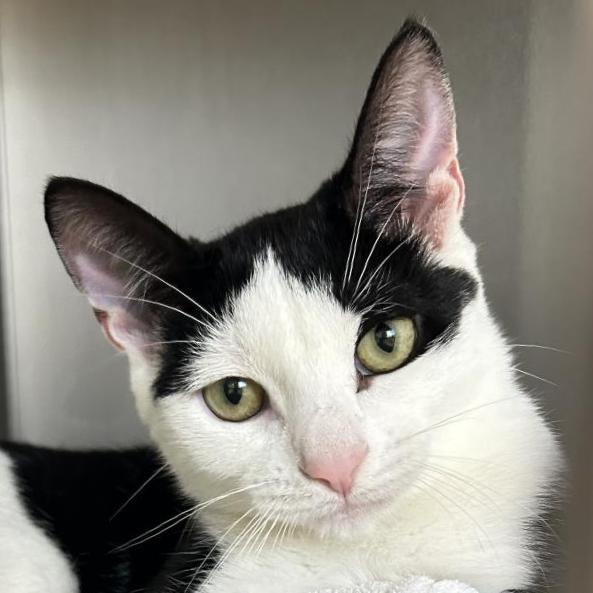 Enlarge Scooter, a Adoptable Domestic Short Hair in East Hampton, NY image 5/6