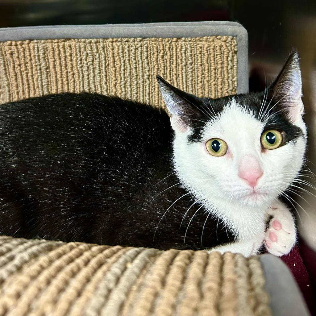 Scooter, a Adoptable Domestic Short Hair in East Hampton, NY image 5/5