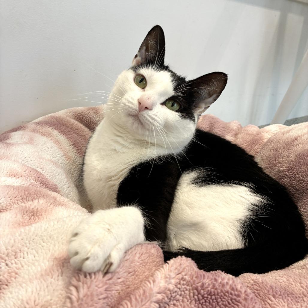 Enlarge Scooter, a Adoptable Domestic Short Hair in East Hampton, NY image 6/6