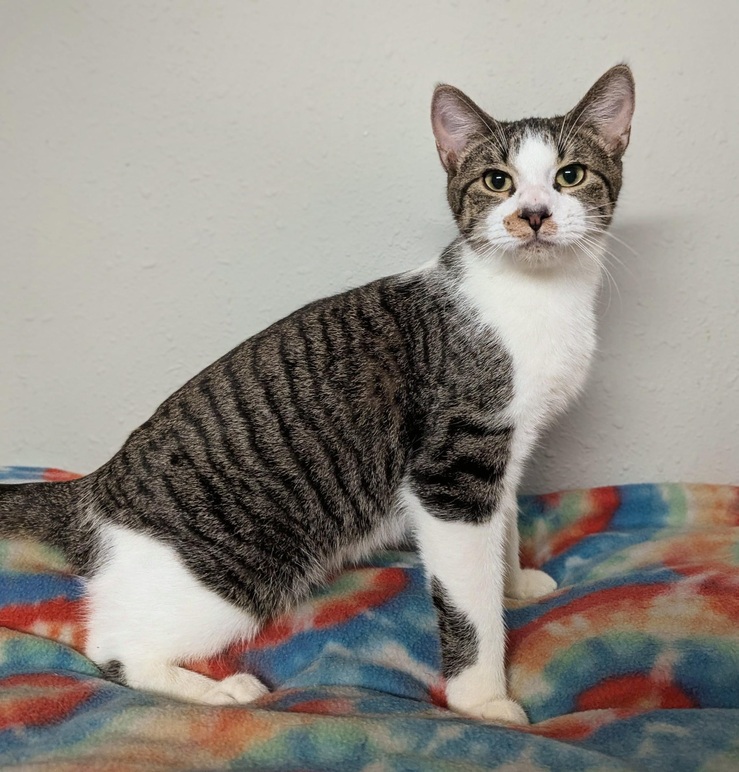 Enlarge Quartz, a Adoptable Domestic Short Hair in Little Falls, MN image 2/3
