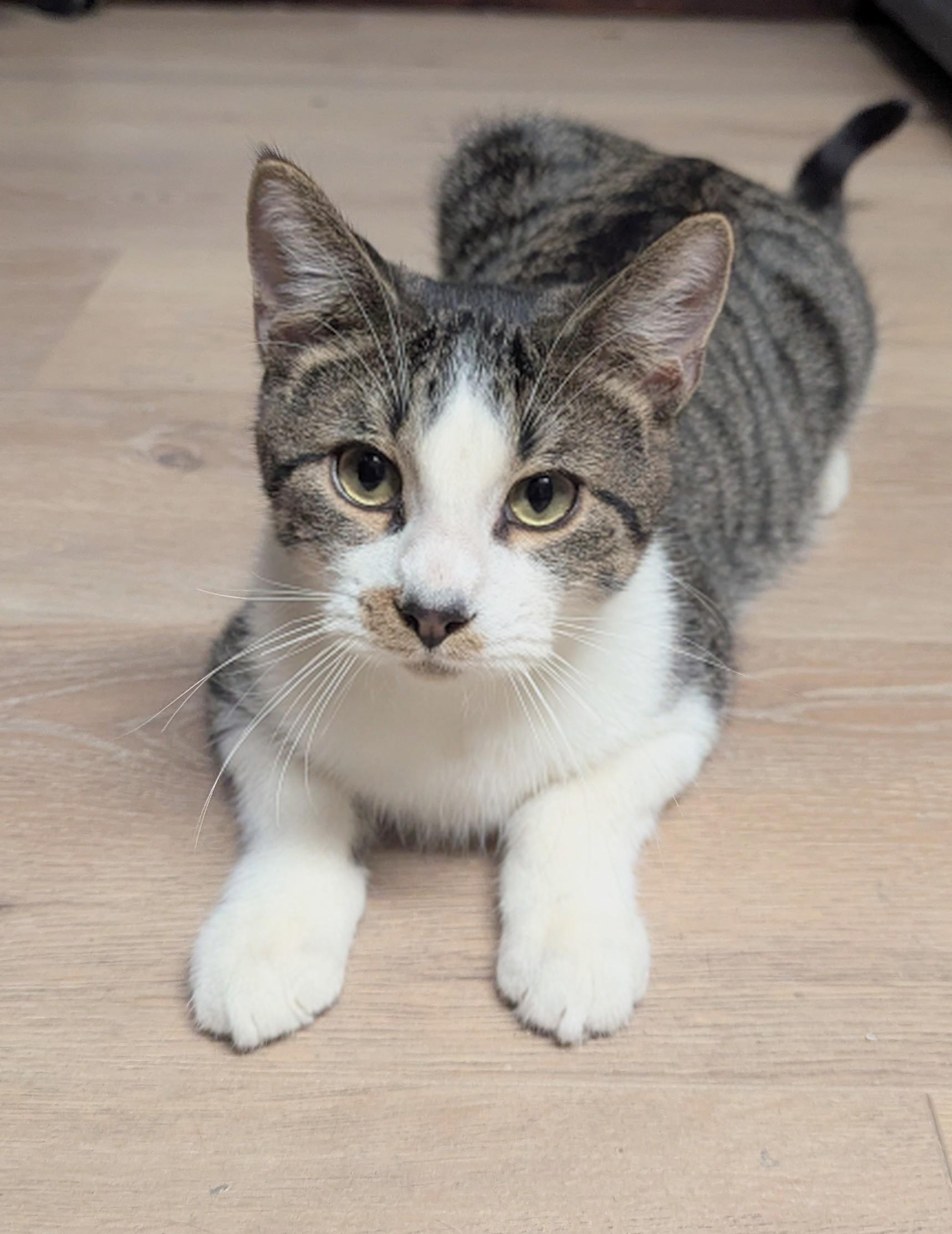 Quartz, Adoptable, Young Male Domestic Short Hair.