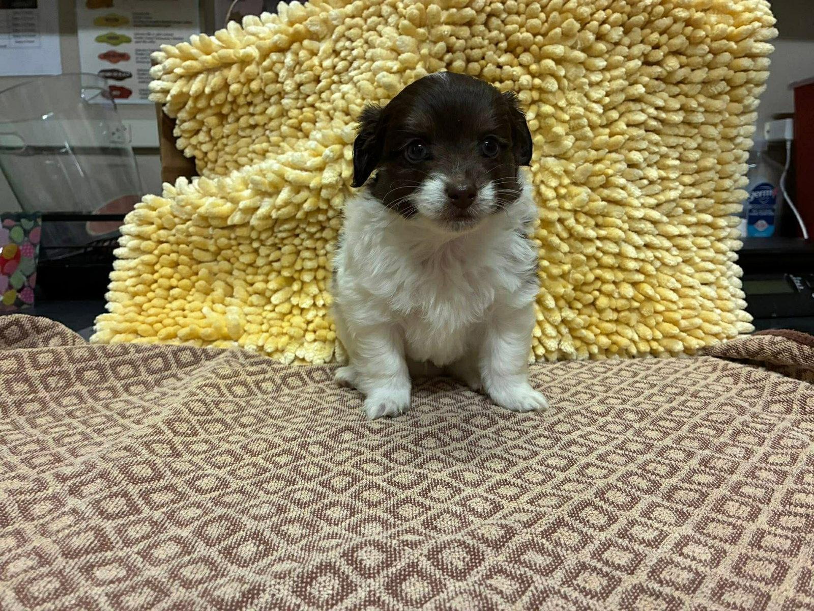 Thumper, a Adopted Chihuahua in Bothell, WA image 2/3