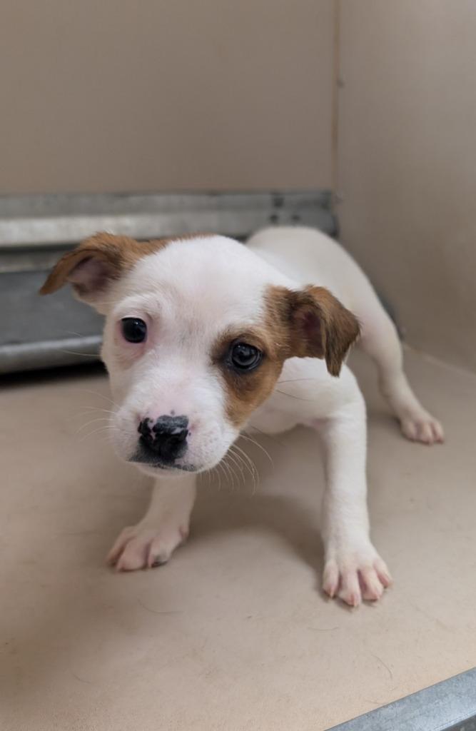 Enlarge Bashful, a Adoptable mixed breed in Havre, MT image 1/1