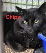 Chips, Adopted, Adult Male Domestic Long Hair.