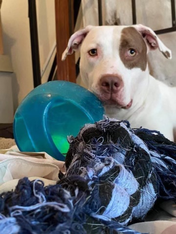 Enlarge Mindy, a Adoptable Terrier in Spring Hill, FL image 1/3