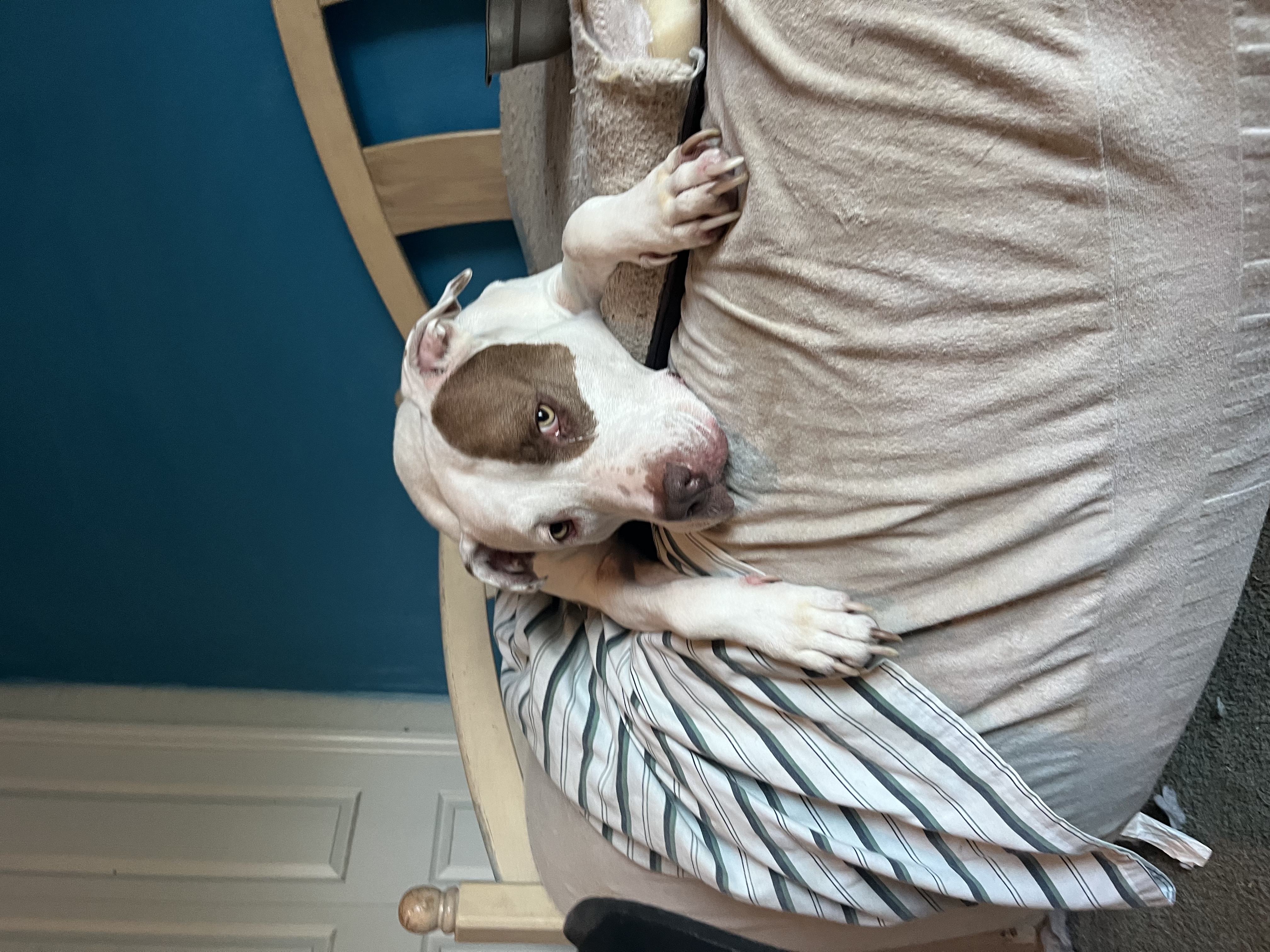 Enlarge Mindy, a Adoptable Terrier in Spring Hill, FL image 3/3