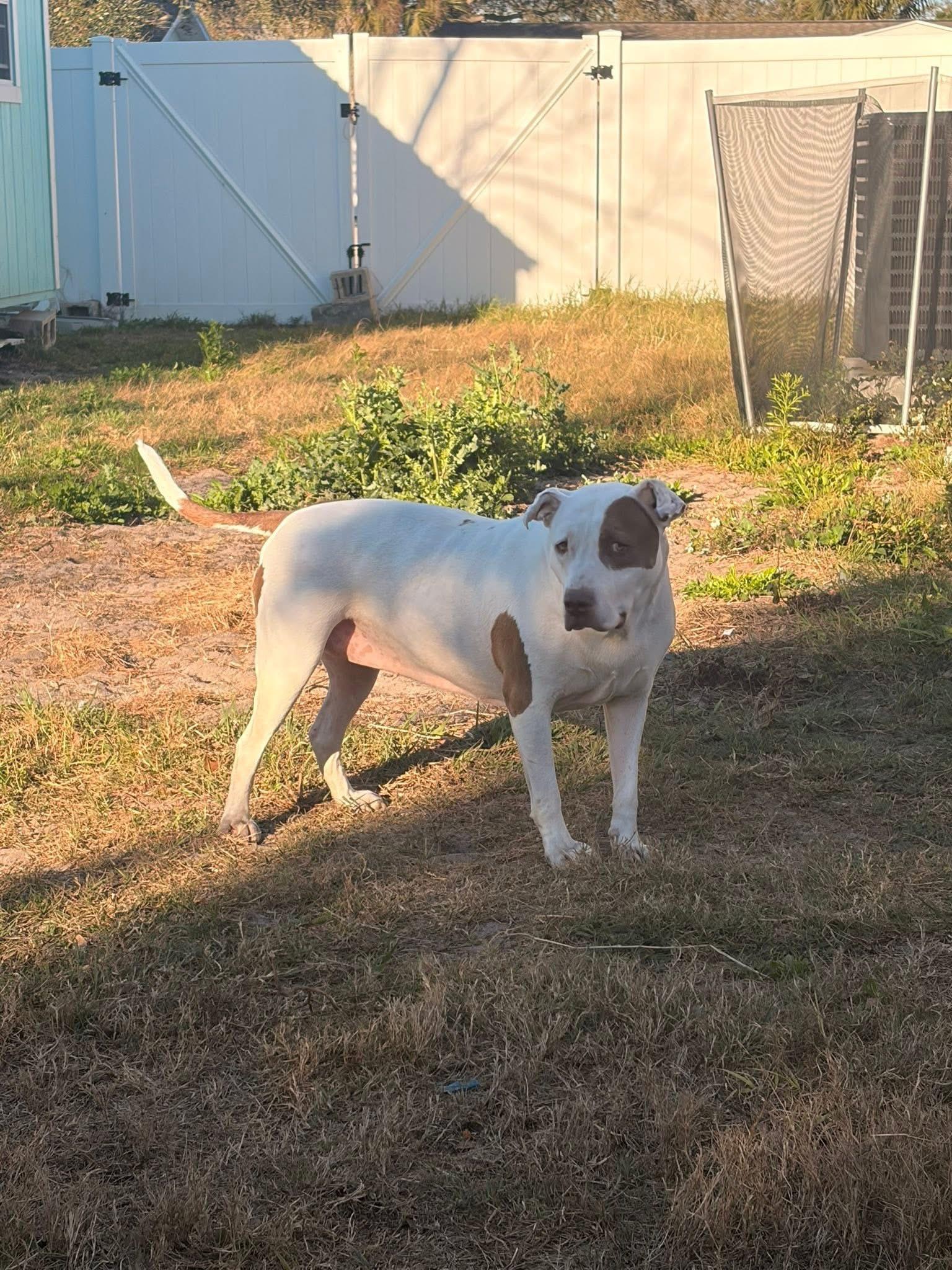 Enlarge Mindy, a Adoptable mixed breed in Spring Hill, FL image 5/6