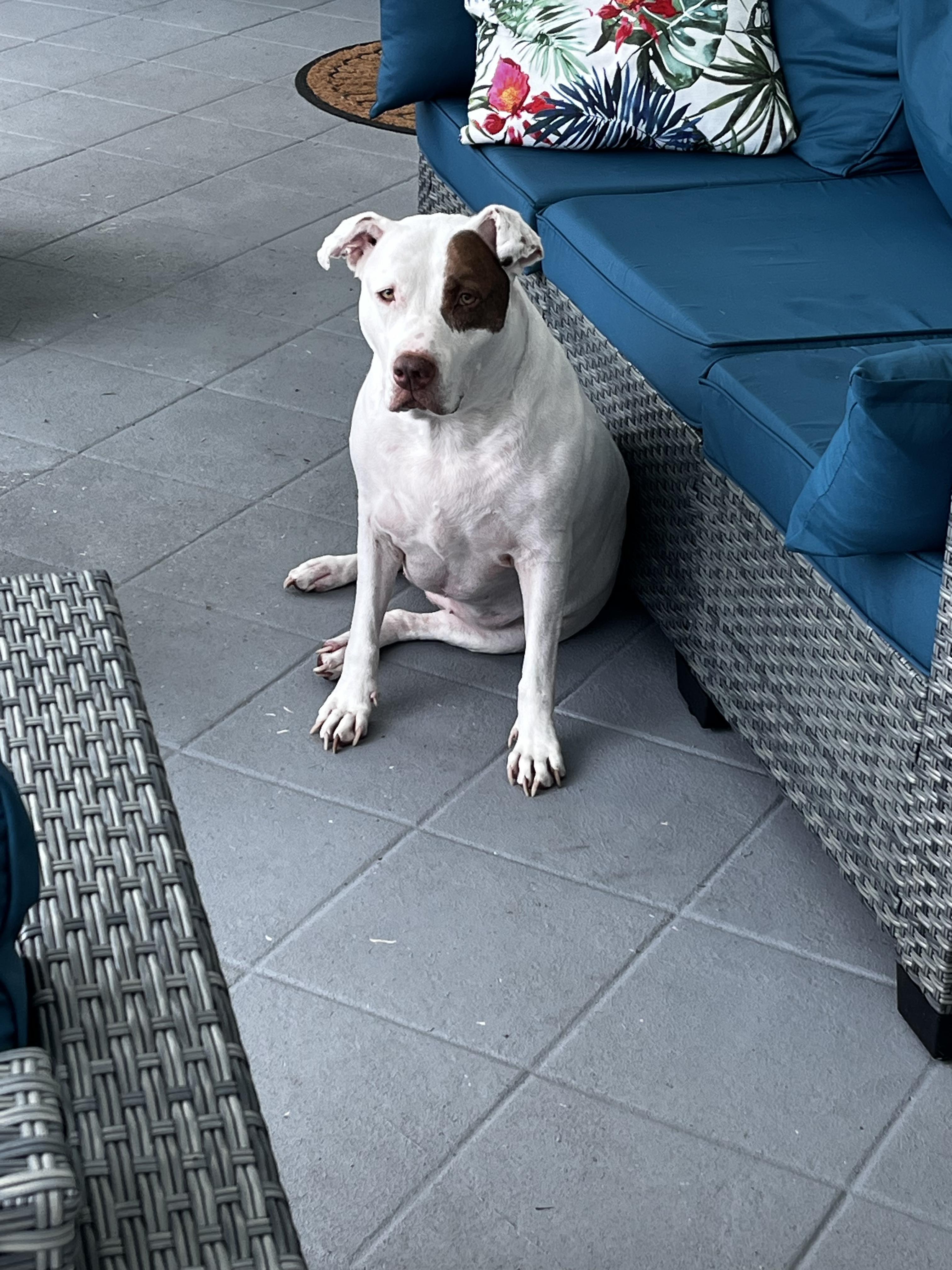 Enlarge Mindy, a Adoptable mixed breed in Spring Hill, FL image 4/6