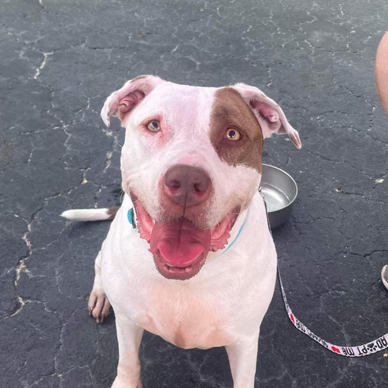 Enlarge Mindy, a Adoptable Terrier in Spring Hill, FL image 2/3