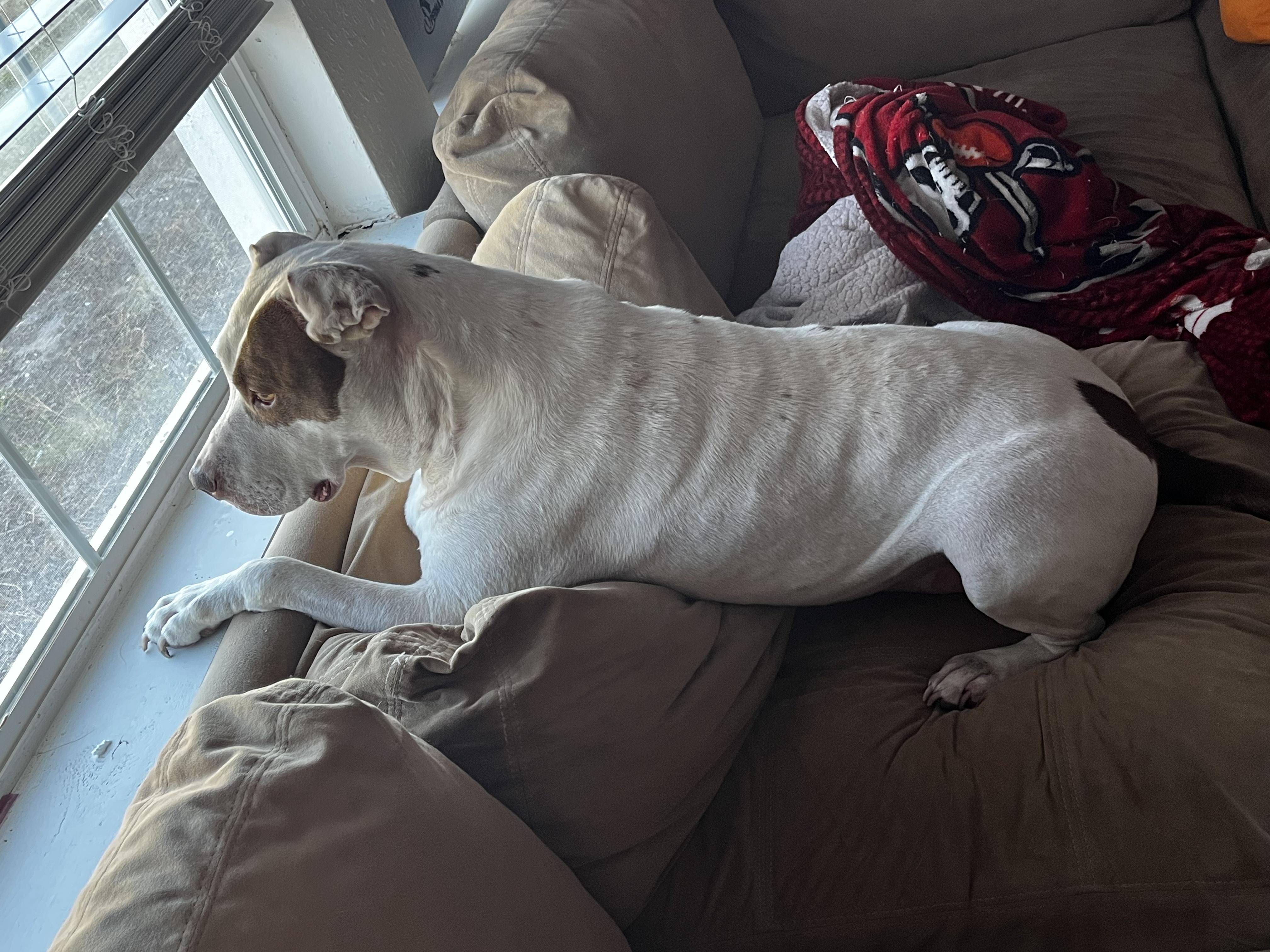 Enlarge Mindy, a Adoptable mixed breed in Spring Hill, FL image 6/6