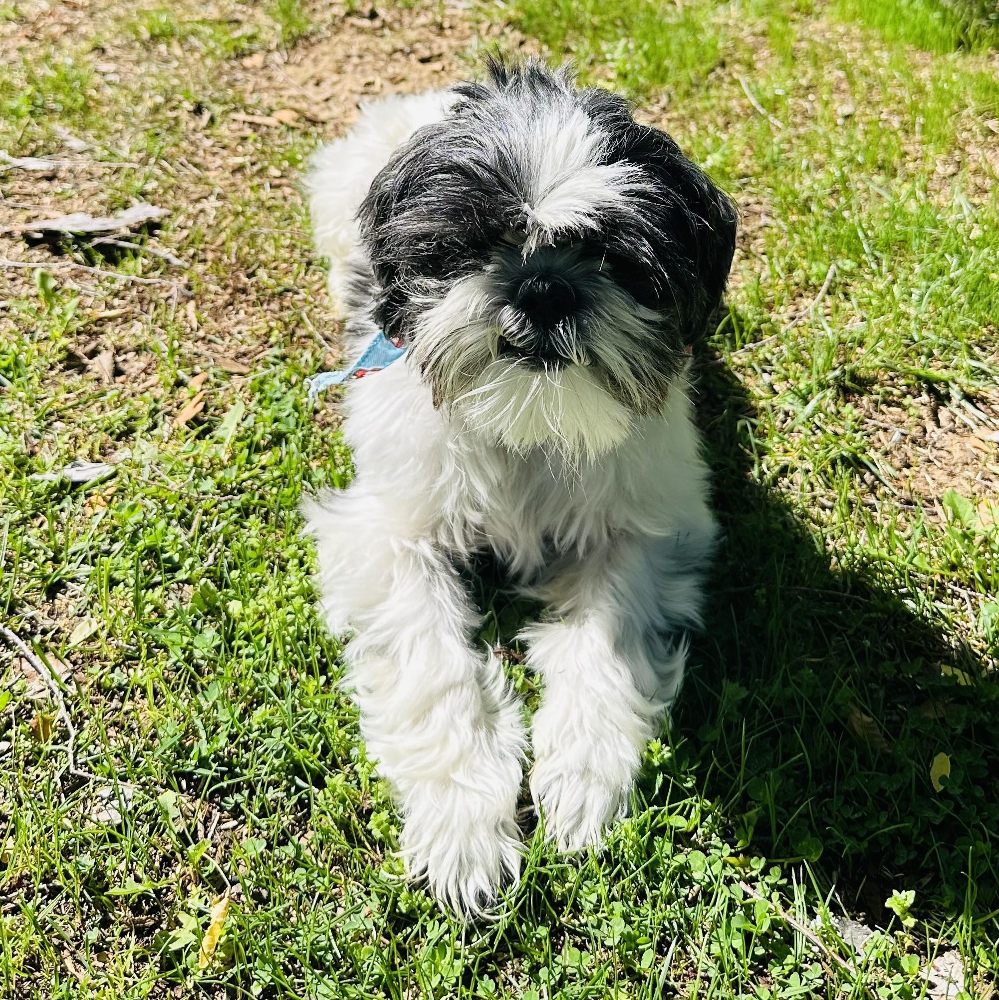 Enlarge Mushu, a ADOPTABLE Shih Tzu in Los Angeles, CA image 2/5