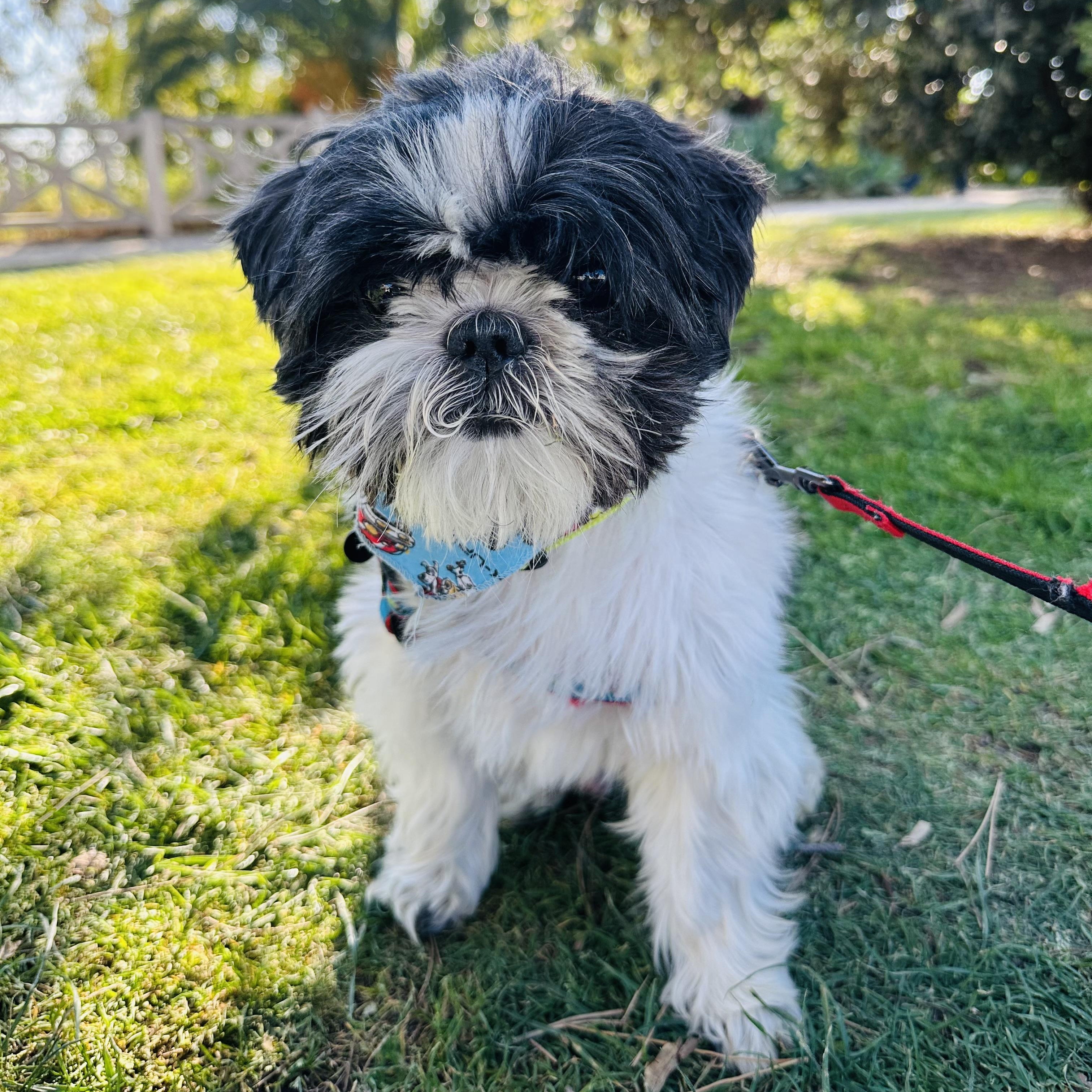 Enlarge Mushu, a ADOPTABLE Shih Tzu in Los Angeles, CA image 3/5