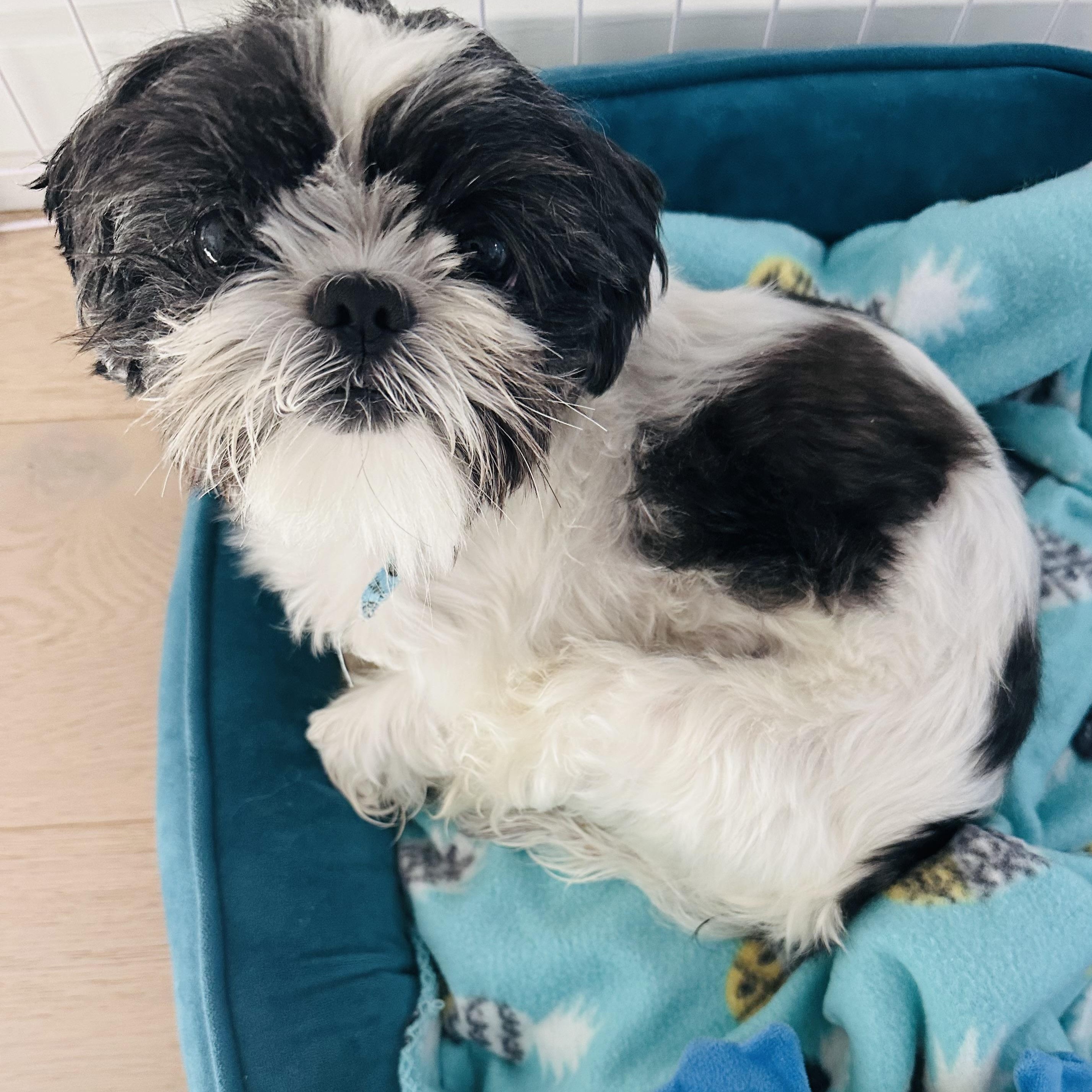 Mushu, ADOPTABLE, Senior Male Shih Tzu.