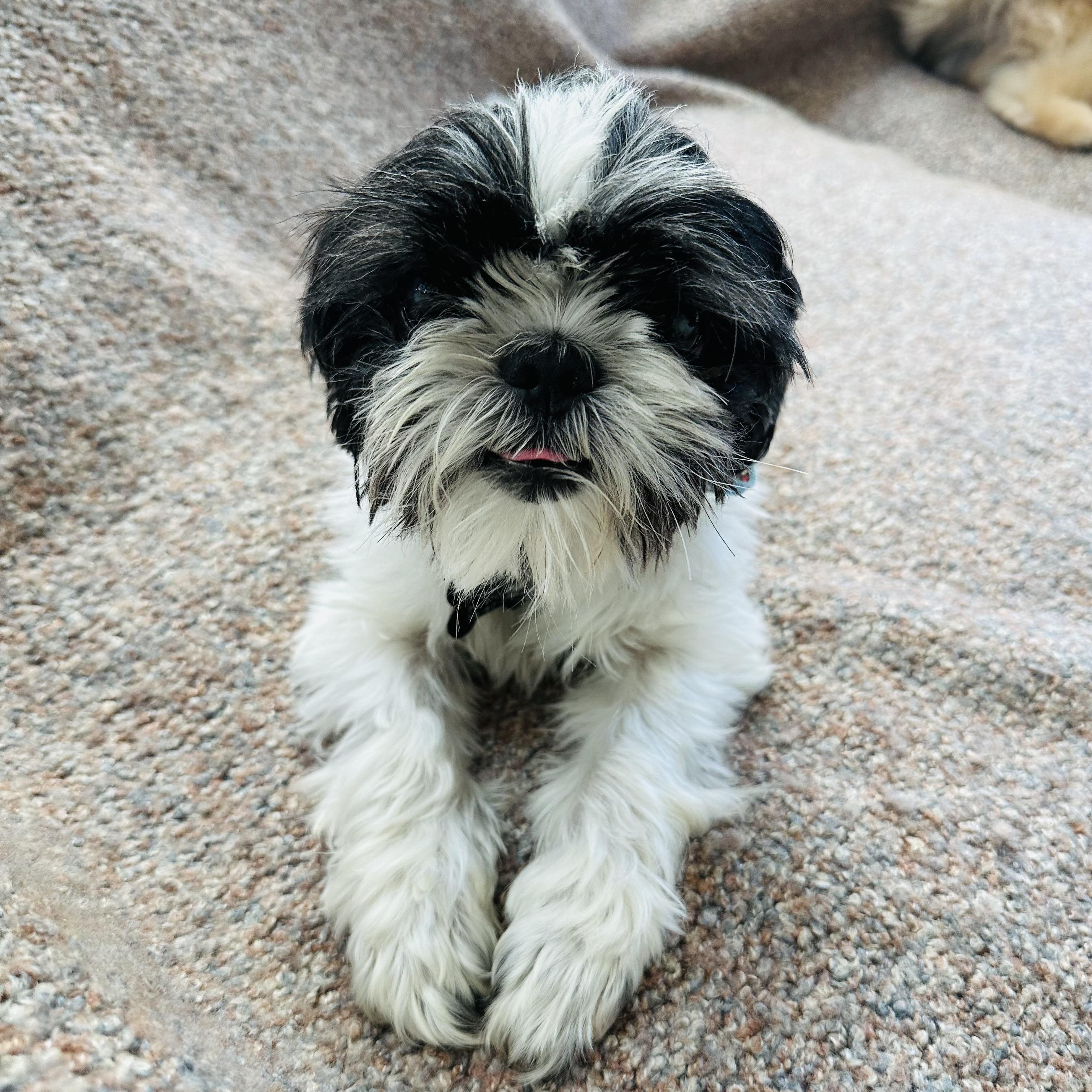 Enlarge Mushu, a ADOPTABLE Shih Tzu in Los Angeles, CA image 4/5