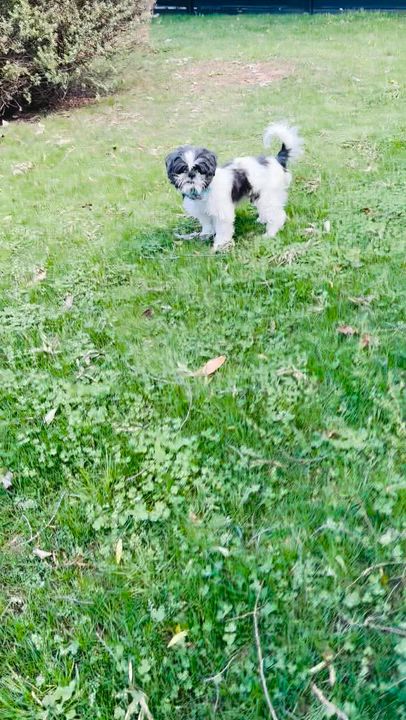 Enlarge Mushu, a ADOPTABLE Shih Tzu in Los Angeles, CA video 5/5