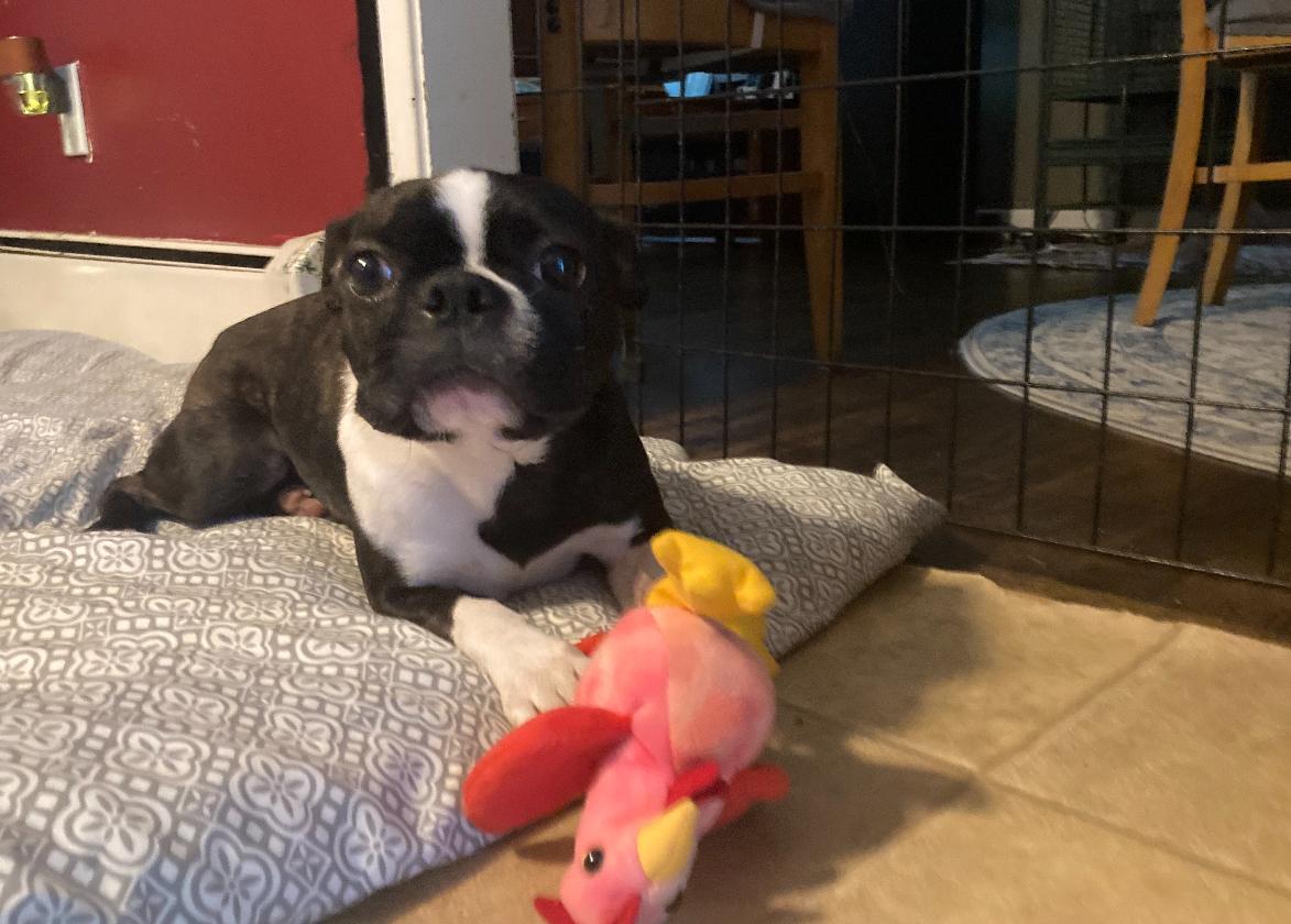 Fanny, Adopted, Adult Female Boston Terrier.