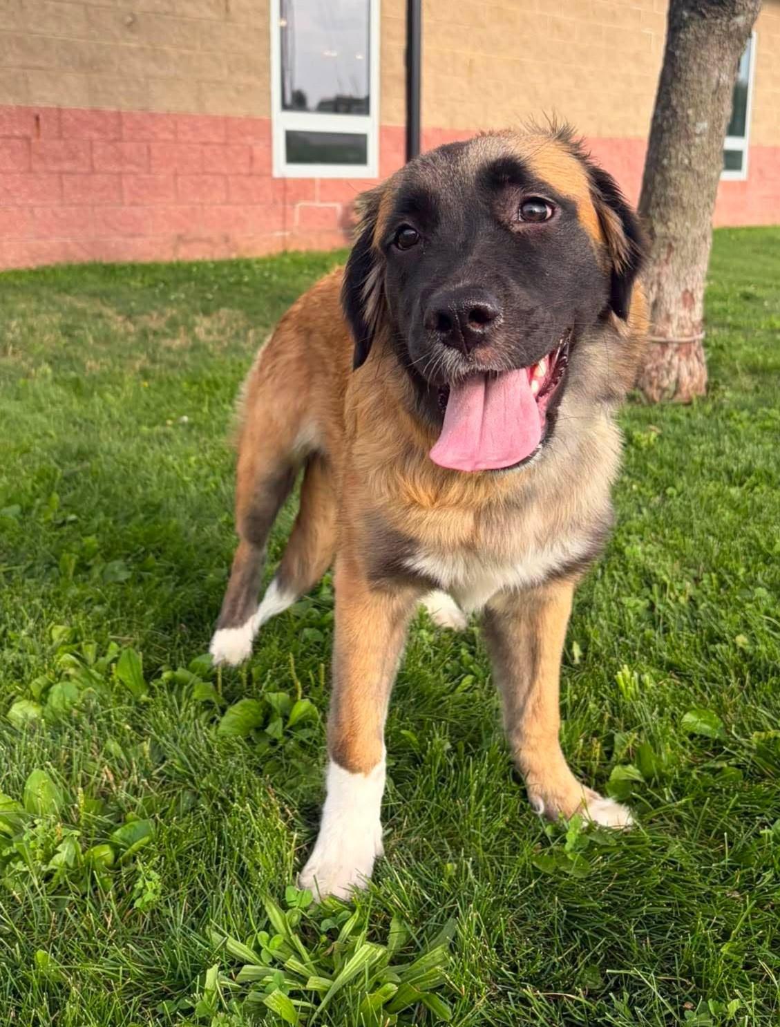 Hazel, an adopted mixed breed in Maryville, MO image 2/3