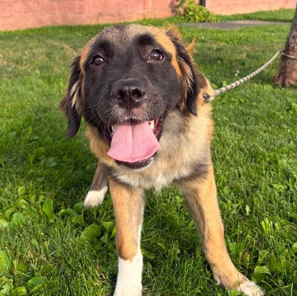 Hazel, adopted, Young Female German Shepherd Dog & Great Pyrenees.