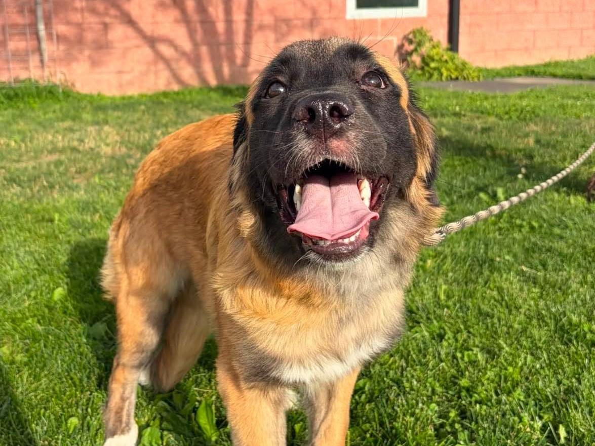 Hazel, an adopted mixed breed in Maryville, MO image 3/3