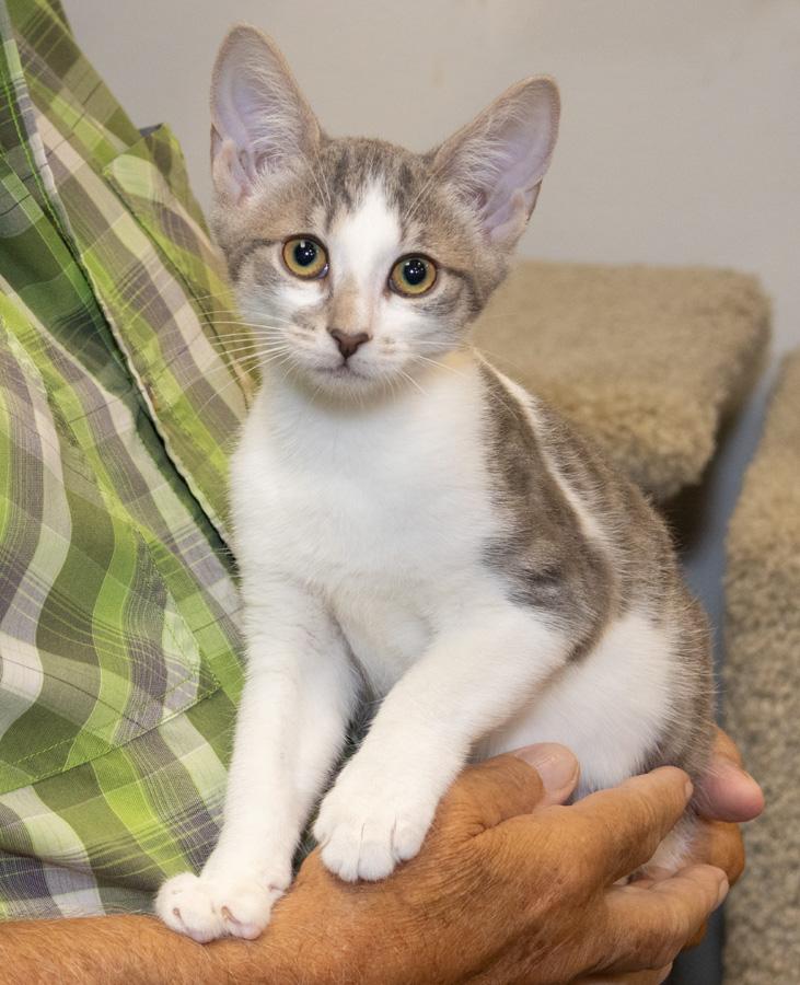 Enlarge Daisy, a ADOPTABLE Domestic Short Hair in Paramus, NJ image 3/6