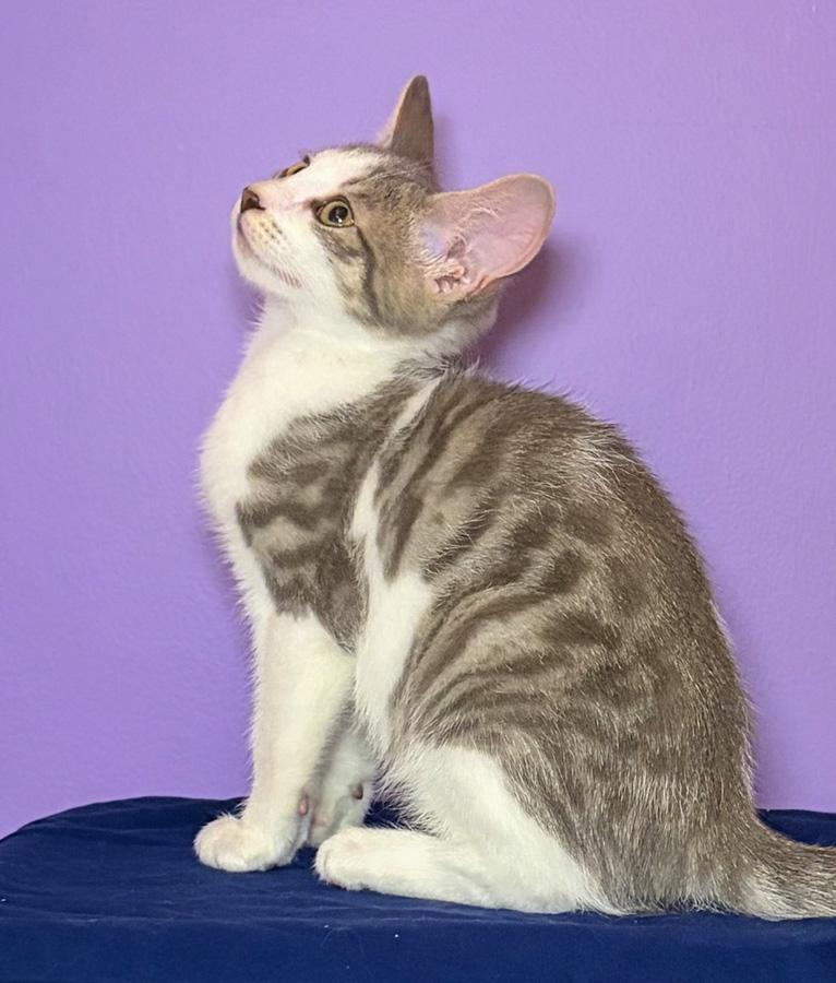 Enlarge Daisy, a ADOPTABLE Domestic Short Hair in Paramus, NJ image 5/6