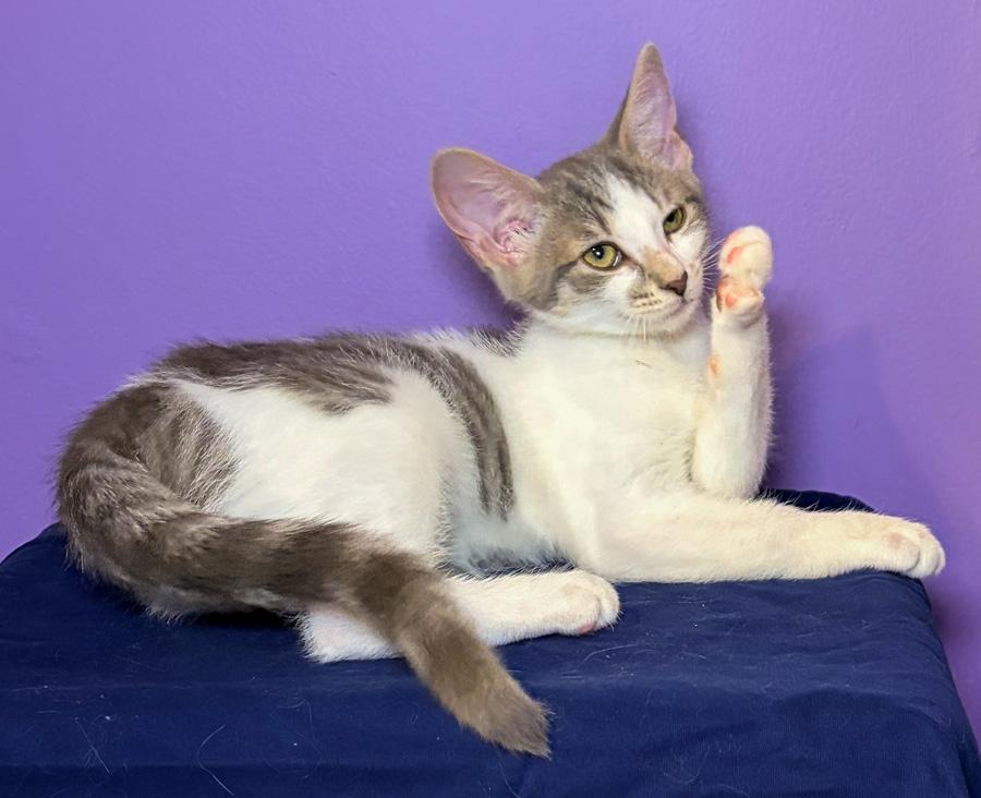 Daisy, ADOPTABLE, Kitten Female Domestic Short Hair.