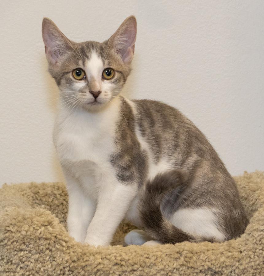 Enlarge Daisy, a ADOPTABLE Domestic Short Hair in Paramus, NJ image 6/6
