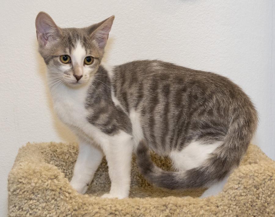 Enlarge Daisy, a ADOPTABLE Domestic Short Hair in Paramus, NJ image 4/6