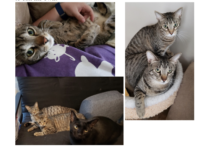 Carl, Adoptable, Adult Male Domestic Short Hair.