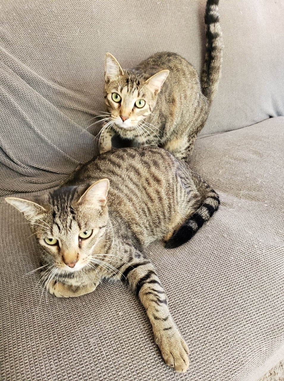 Enlarge Carl, a Adoptable mixed breed in Rochester, NY image 2/8