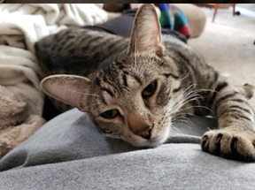 Enlarge Carl, a Adoptable mixed breed in Rochester, NY image 3/8