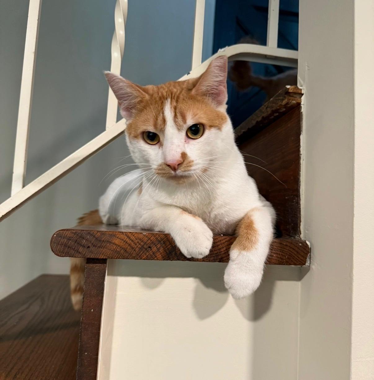 Milkshake, an adopted Domestic Short Hair in Bellmawr, NJ image 3/6