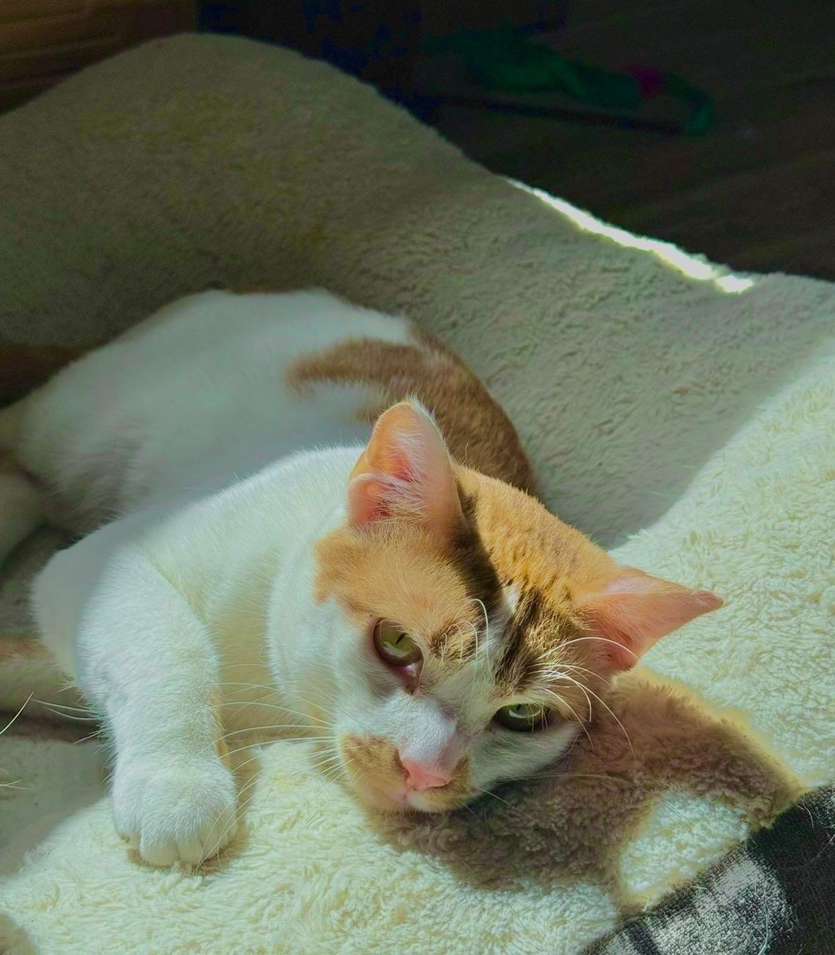 Milkshake, an adopted Domestic Short Hair in Bellmawr, NJ image 5/6
