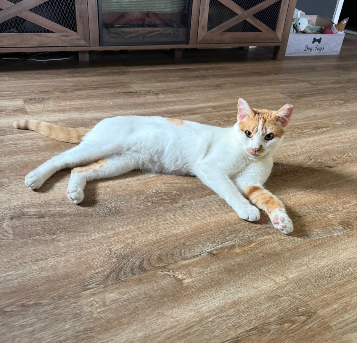 Milkshake, an adopted Domestic Short Hair in Bellmawr, NJ image 4/6