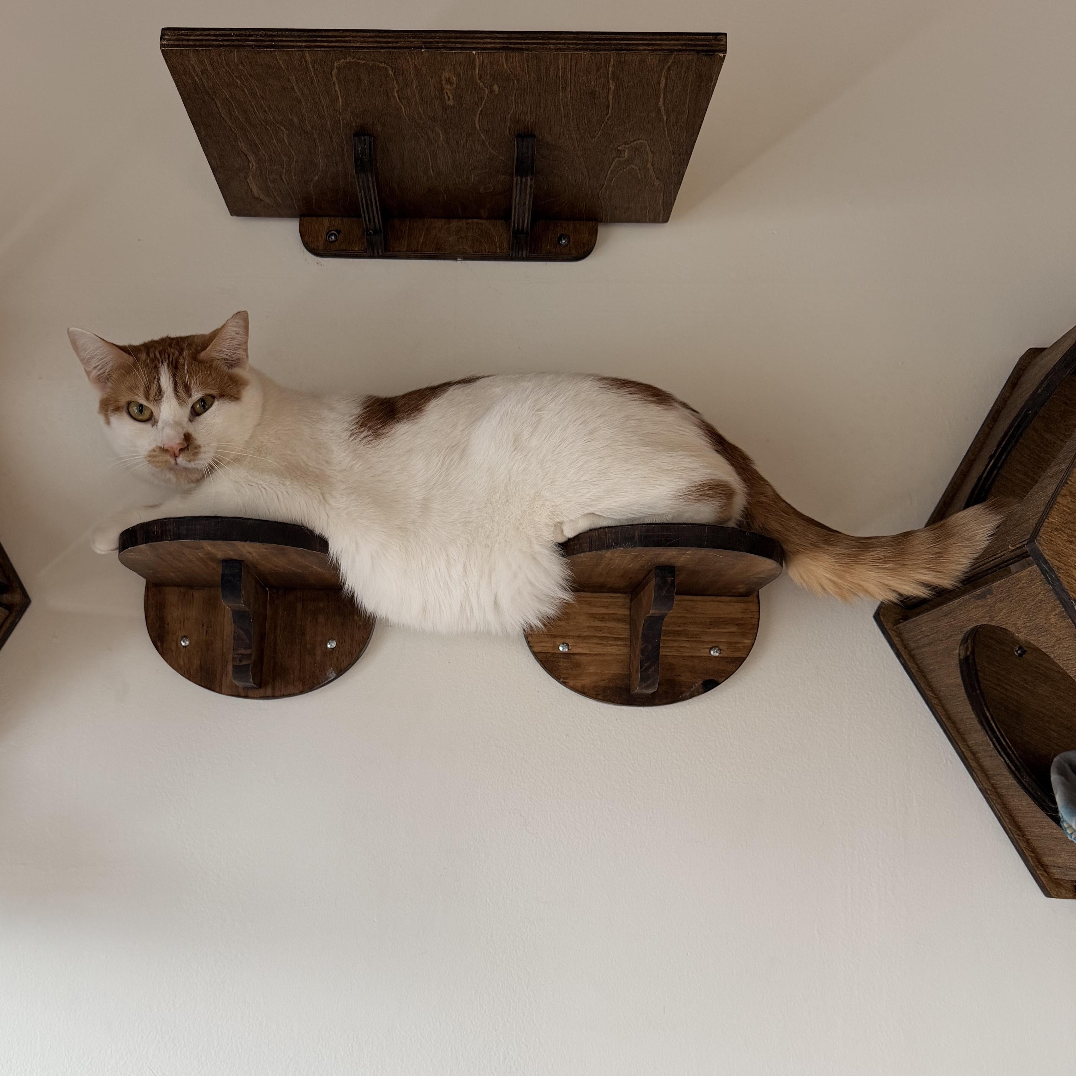 Milkshake, adopted, Adult Male Domestic Short Hair.
