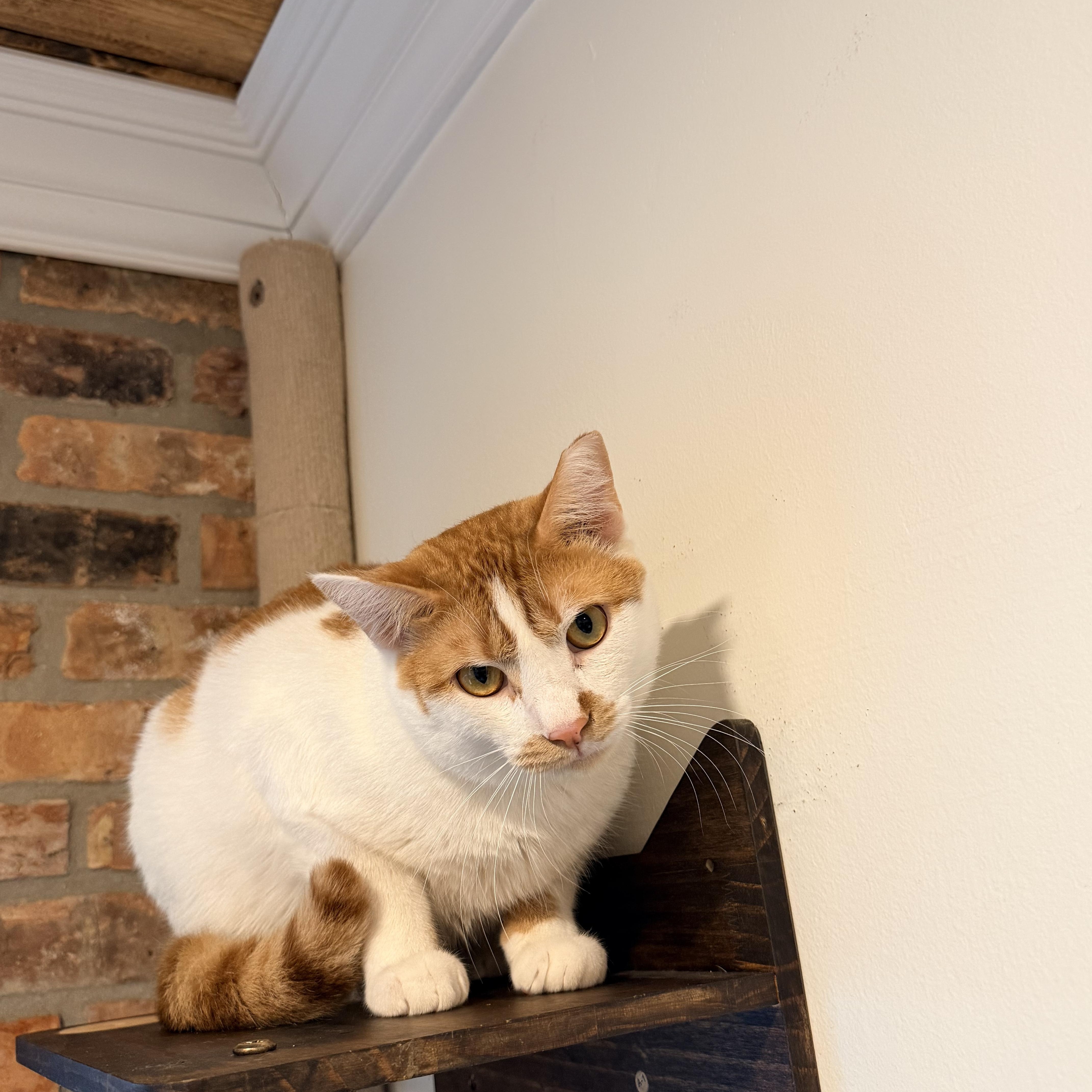 Milkshake, an adopted Domestic Short Hair in Bellmawr, NJ image 2/6