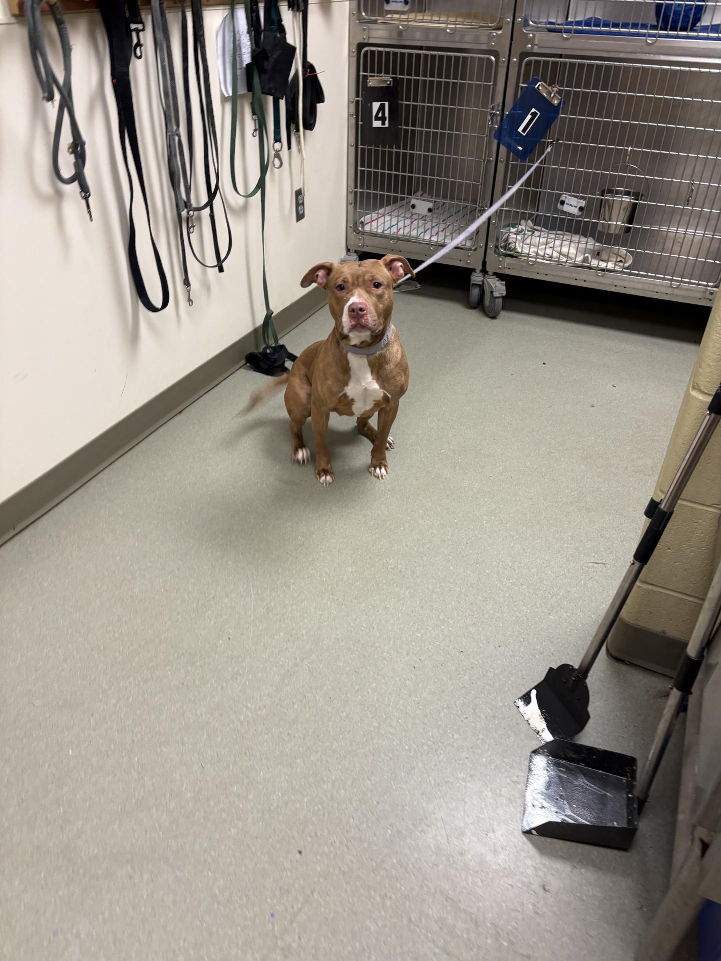 26-0154 "Judy", ADOPTABLE, Adult Female Pit Bull Terrier.